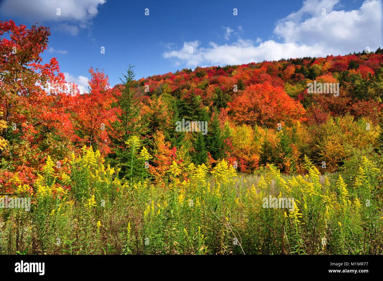 Brillantes couleurs d'automne le long de la route panoramique de la Virginie de l'ouest des Highlands Banque D'Images