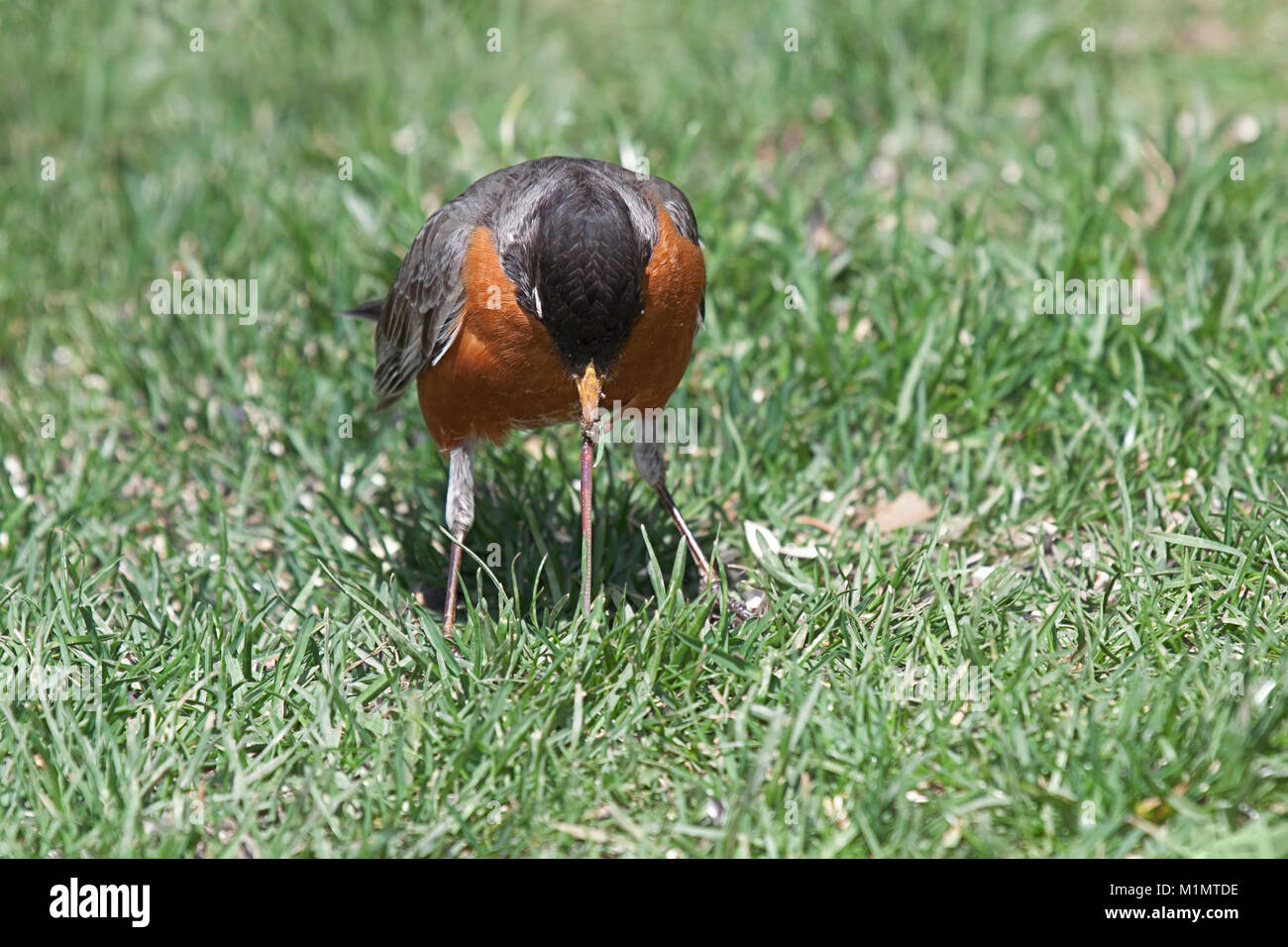 Les Robins des remorqueurs ver de l'herbe. Le ver, atteint ses limites, saisit le sol dans l'espoir d'échapper à la mainmise de l'oiseau bec. Banque D'Images