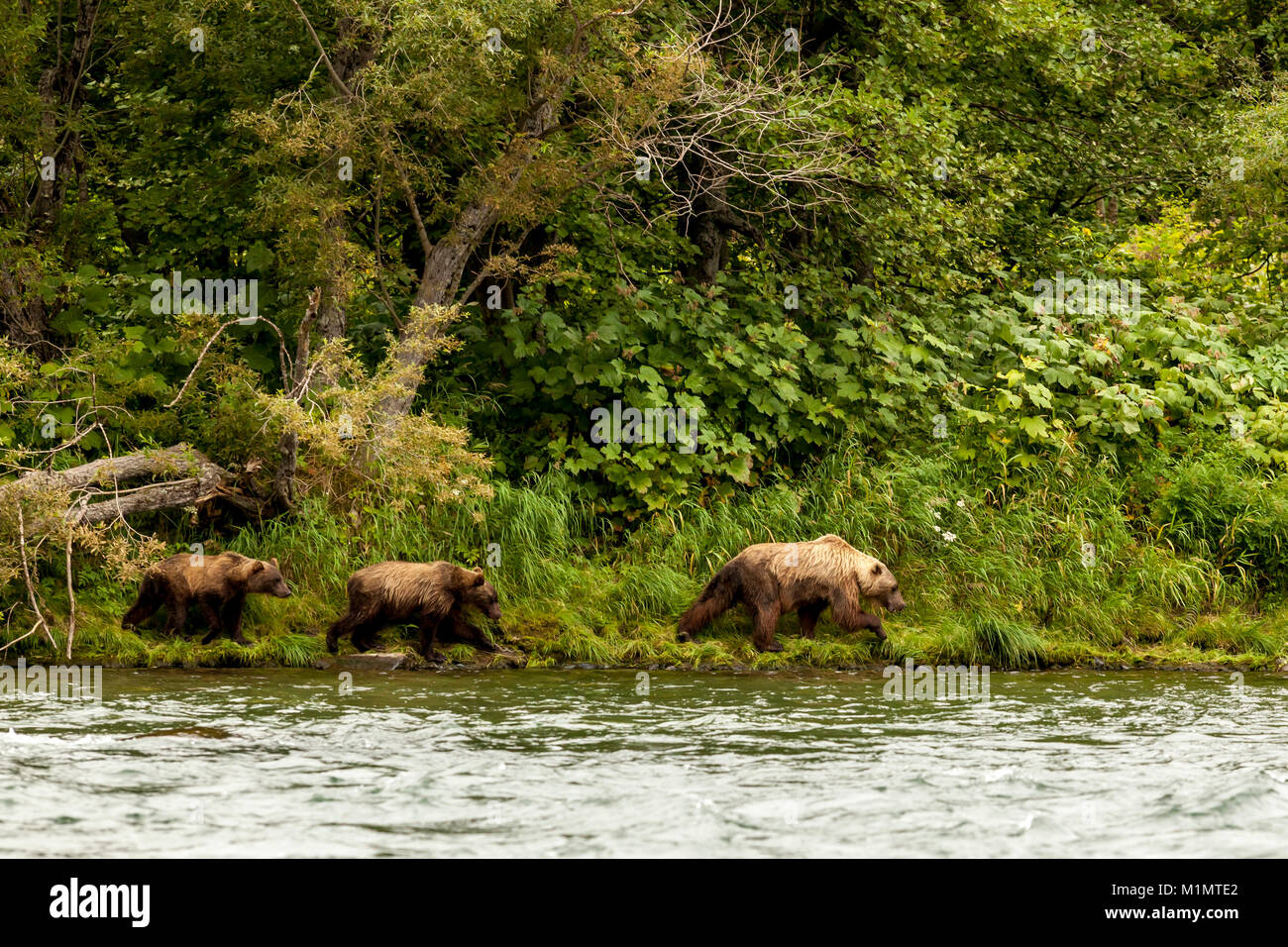 Trois ours bruns (Ursus arctos beringianus) passe le long de la rivière. La péninsule du Kamtchatka, en Russie. Banque D'Images