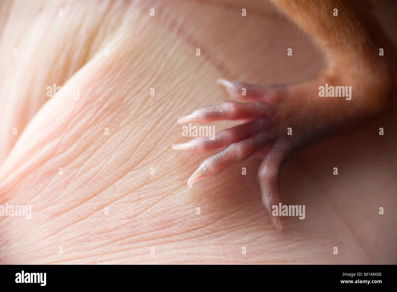 Patte de petit écureuil en mois. Griffes très forte capable de s'accrocher à tout, préhensile, embrassantes, réflexe. Sur fond de palm, l'homme et l'animal, les soins pour Banque D'Images