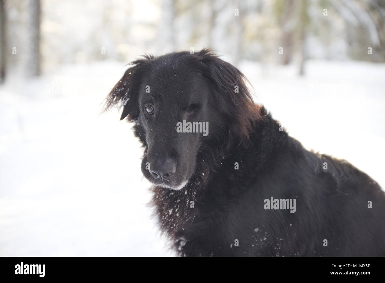 Chien Noir c'est un mélange entre un Flatcoat Retriever Berger Allemand et à l'extérieur dans la neige. Banque D'Images