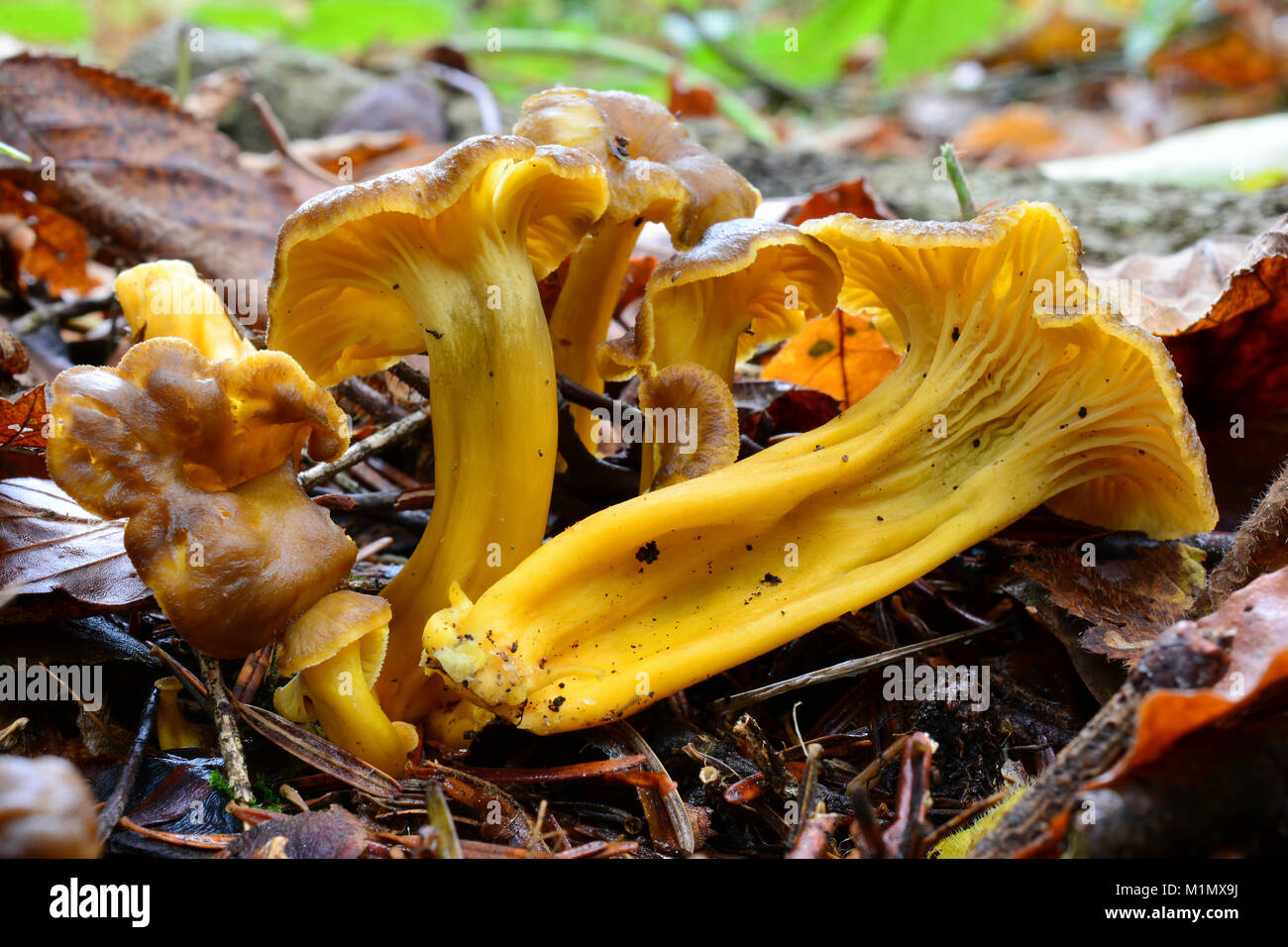 Craterellus lutescens, ou Cantharellus lutescens ou Cantharellus Cantharellus ou xanthopus aurora, communément appelé pied jaune, delicious edible mus Banque D'Images