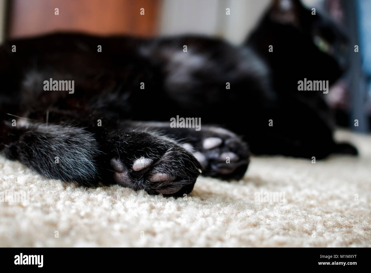 Black Cat et Jellybean Toes Banque D'Images