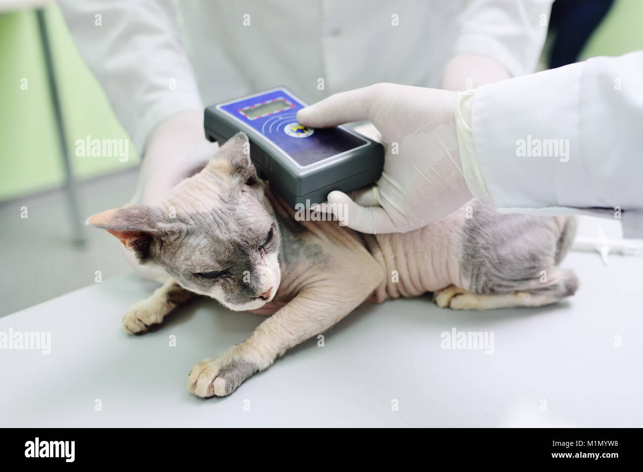 Le vétérinaire met la puce sur un chat dans une clinique vétérinaire Banque D'Images