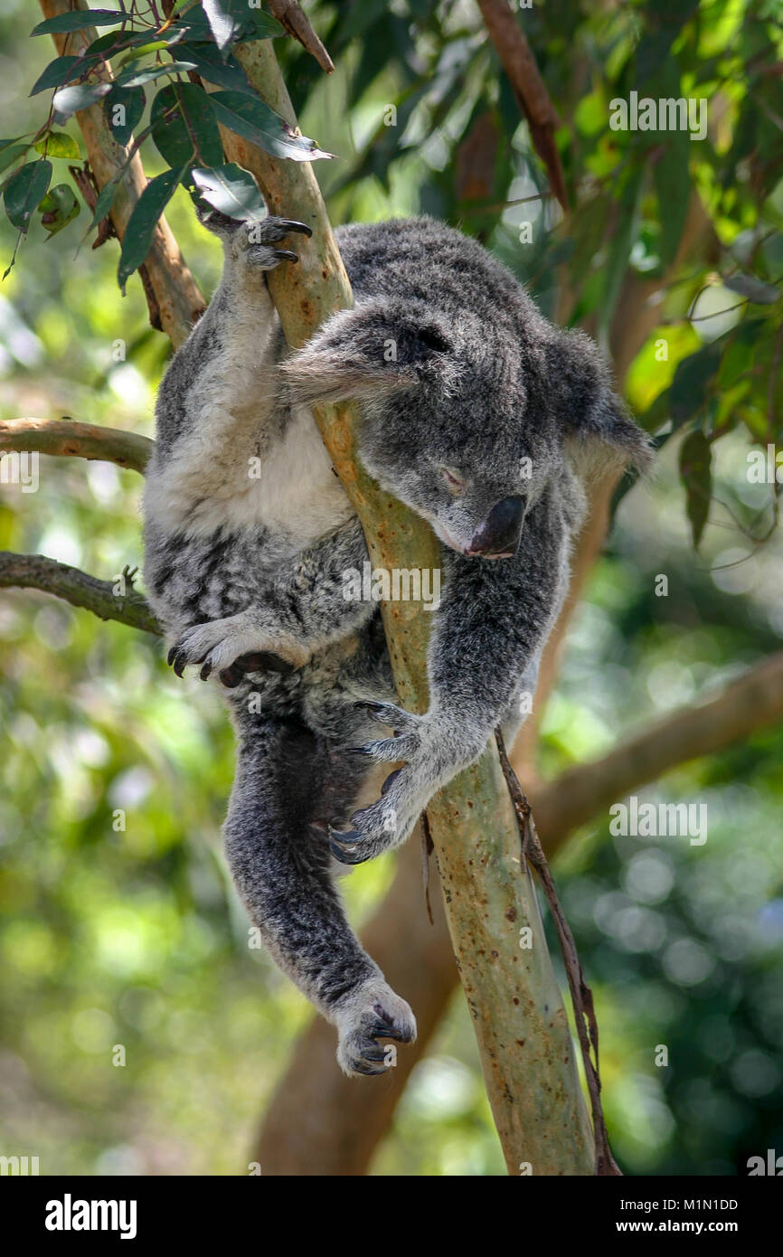 Un koala dort dans la fourche d'un arbre avec ses branches réparties sur l'ensemble du lieu. Il a une apparence de chien sur son visage. Banque D'Images