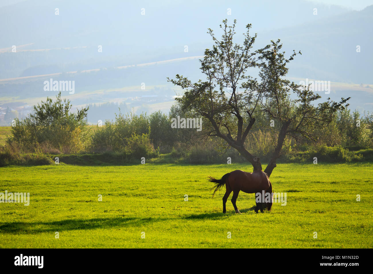 Cheval à côté de l'arbre sur green spring meadow en matinée Banque D'Images