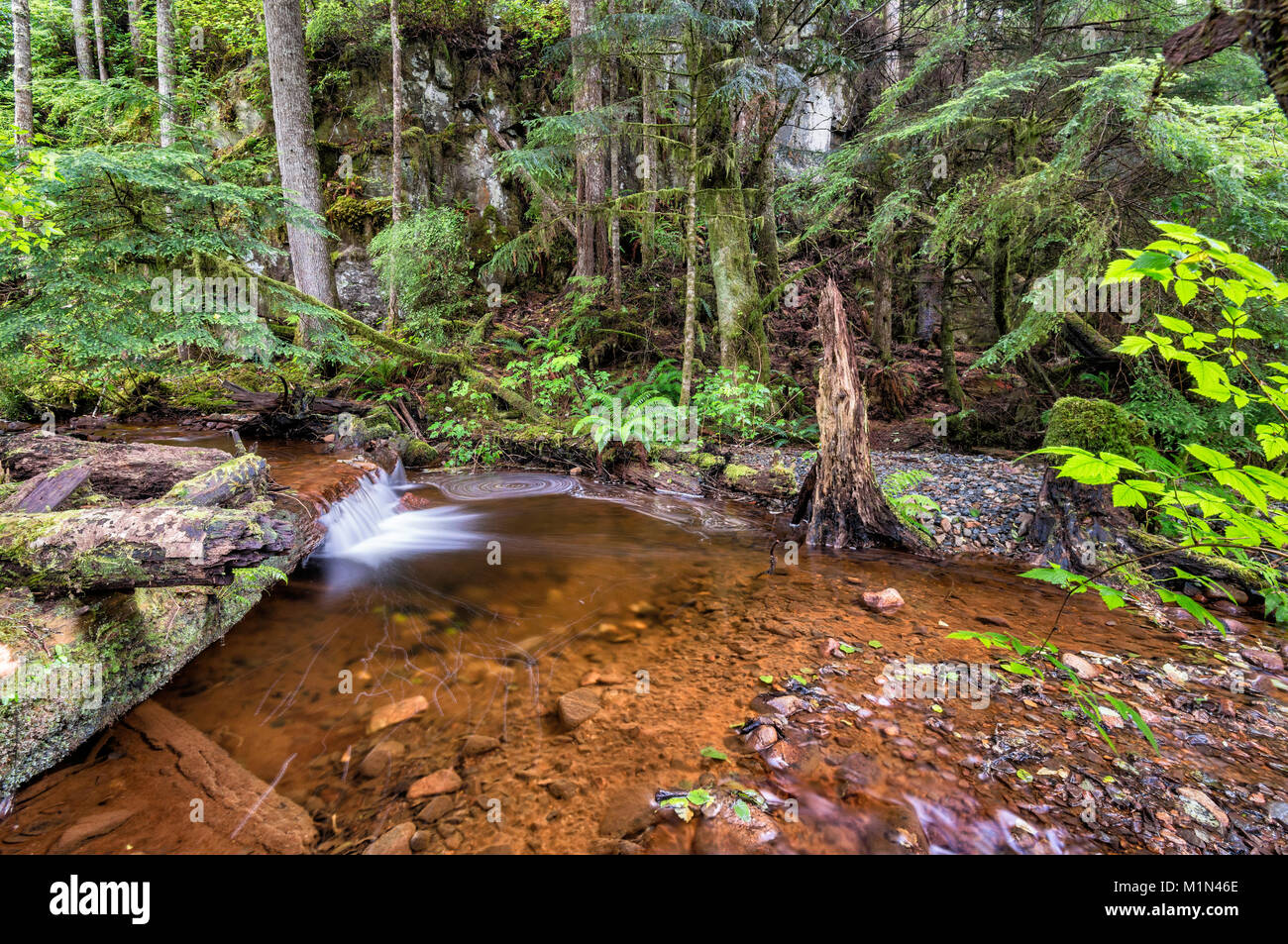 Petite cascade, un ruisseau, une forêt pluviale tempérée près de camping, Telegraph Cove Resorts près de Telegraph Cove, North Vancouver, British Columbia, Canada Banque D'Images