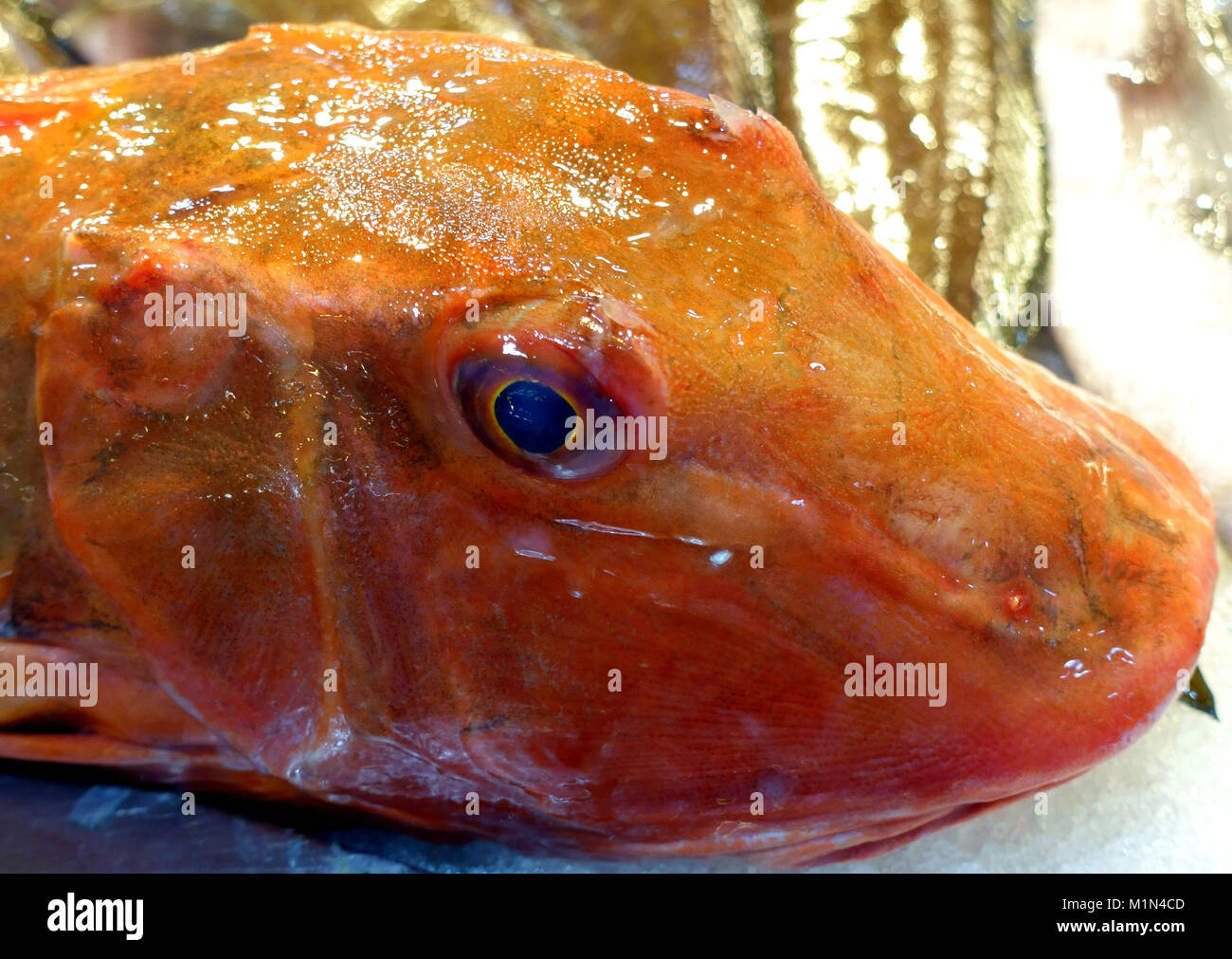 Close-up sur le poisson en vente dans le marché de Santa Cruz de Tenerife, Canaries, Espagne Banque D'Images