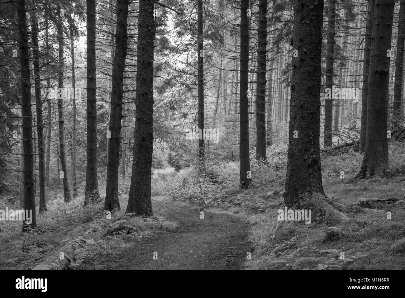 Chemin à travers une forêt dense dans la vallée de la Derwent, Peak District, Derbyshire. Banque D'Images