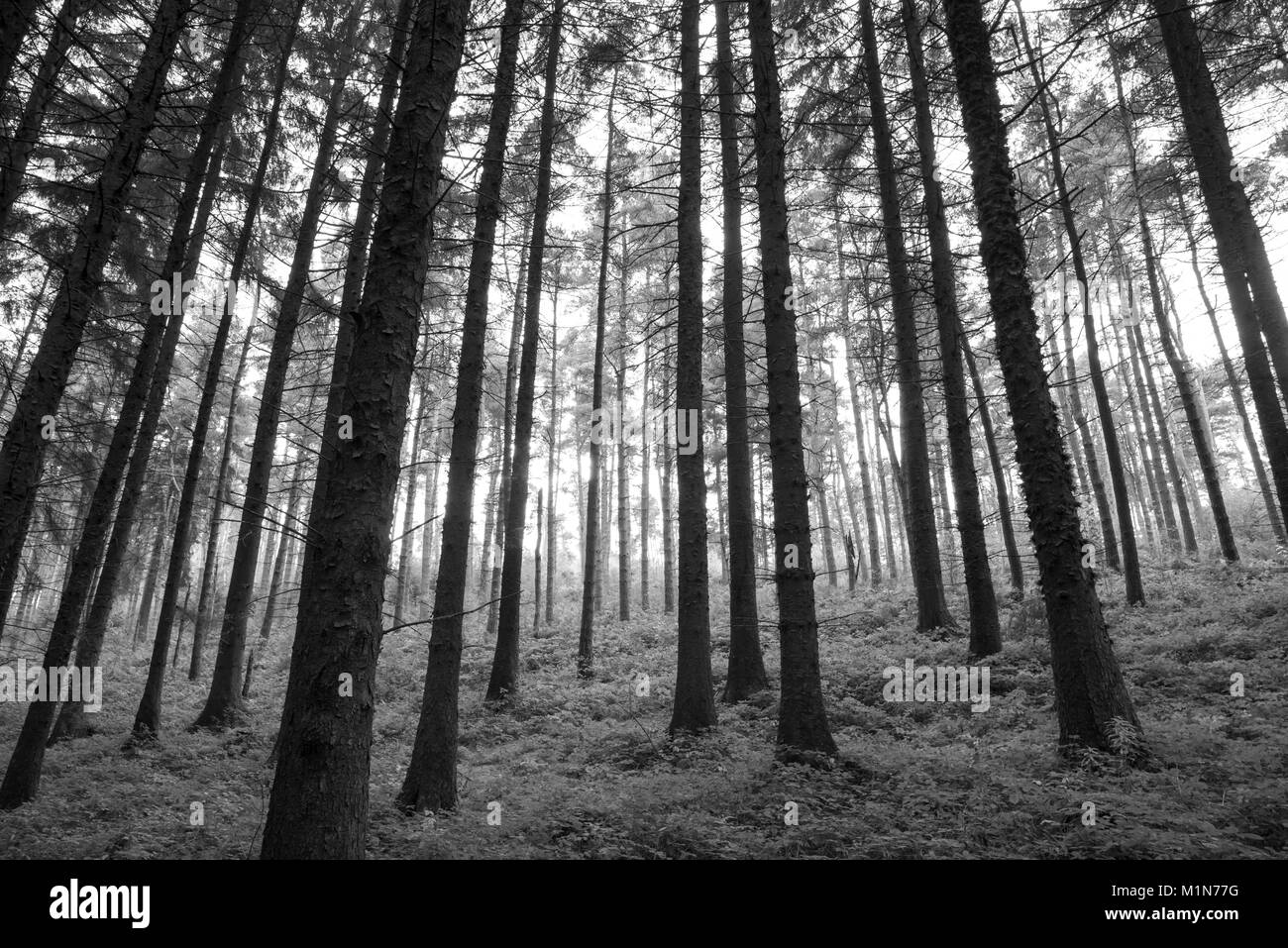 Forêt au dessus la vallée de la Derwent, dans le parc national de Peak District, Derbyshire, Angleterre. Banque D'Images