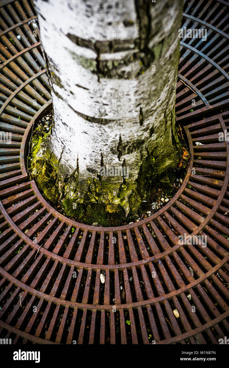 Un tronc d'arbre entouré d'une grille métallique. Banque D'Images