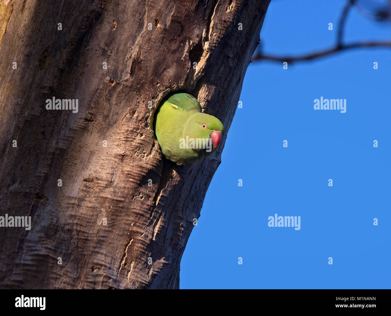 Perruche à collier anneau , héron pourpré, Psittacula Kramer, se reflète d'un nid dans un arbre, le parc Stanley, Blackpool, Lancashire, Royaume-Uni. Banque D'Images