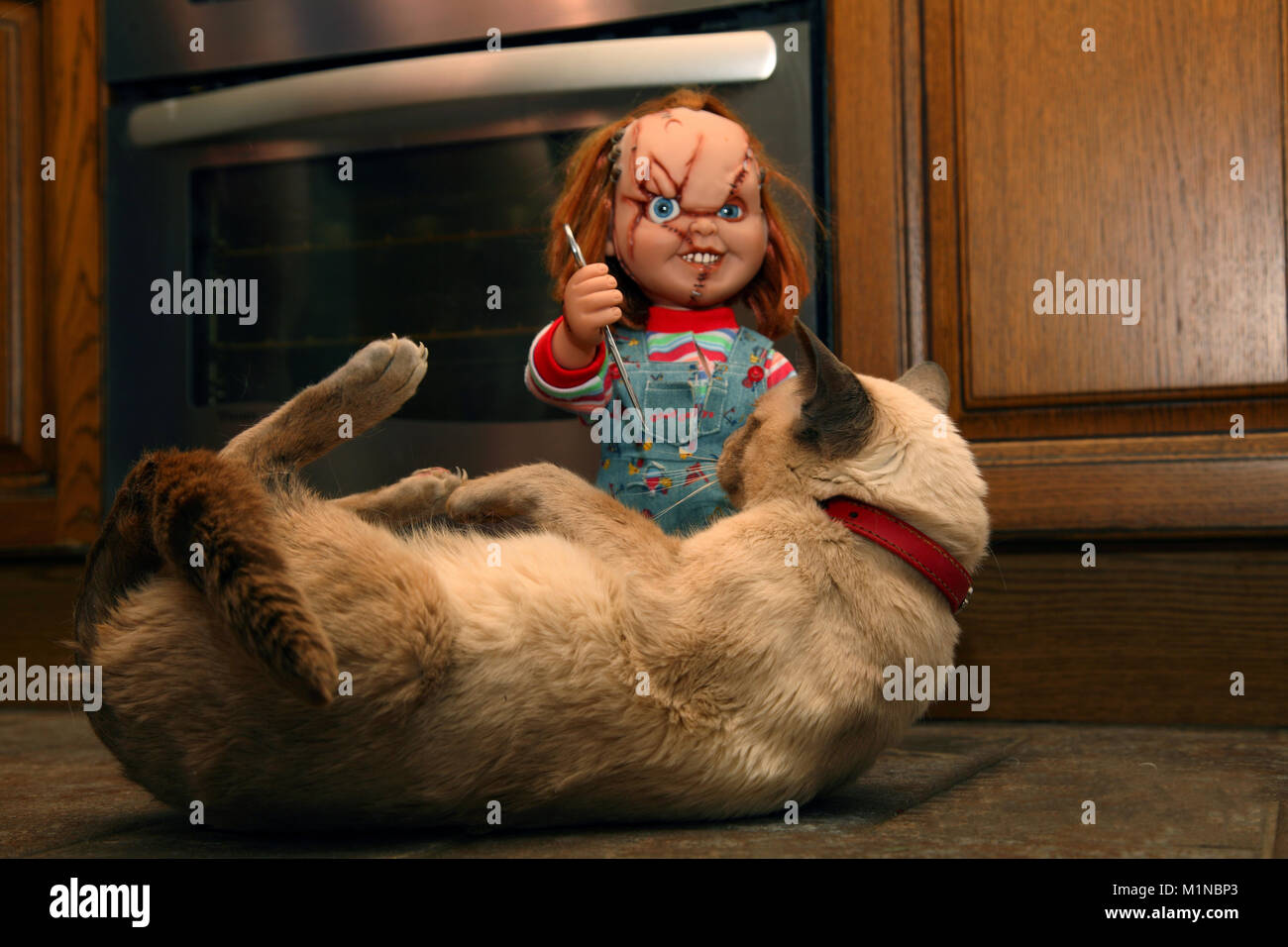 Chucky Doll attaquer notre animal de compagnie catwith un stylo couteau Banque D'Images