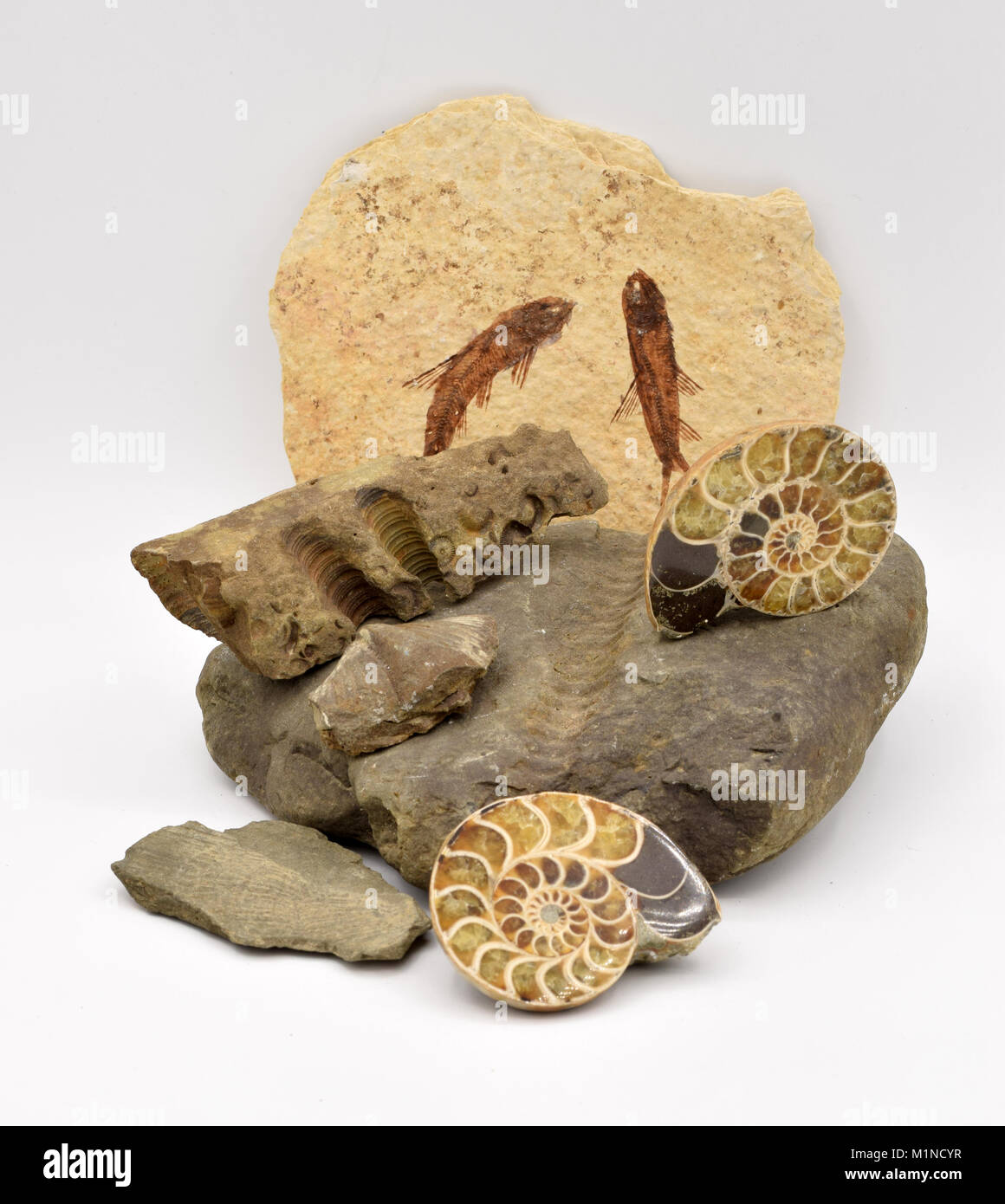 Fossiles organisé sur un fond blanc, y compris des brachiopodes, crinoïdes, Nautilus, et du poisson, sur un fond blanc. Banque D'Images