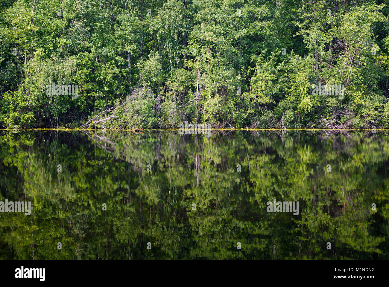 Contexte - arbres et arbustes reflète dans une forêt lac ; rive au milieu de la photo Banque D'Images