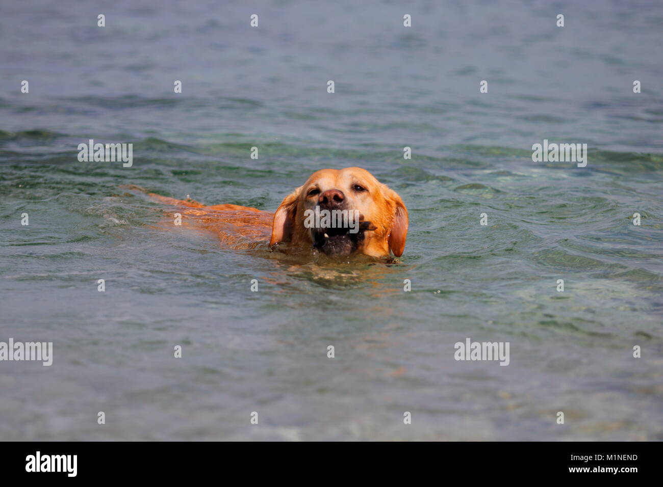 Un Golden Retriever de vous rafraîchir dans la mer Banque D'Images