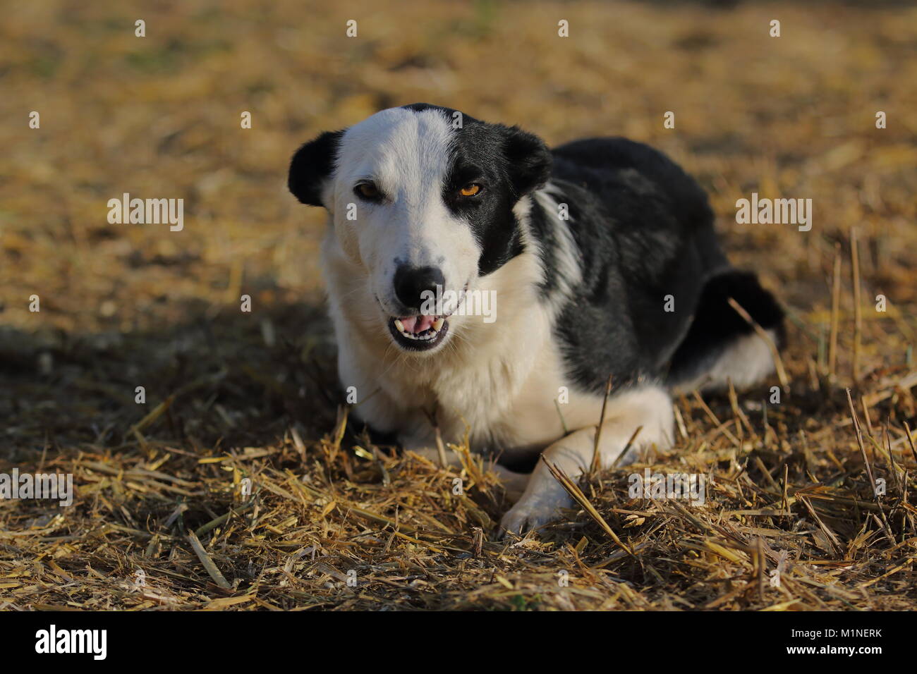 Chien de ferme noir et blanc Banque D'Images