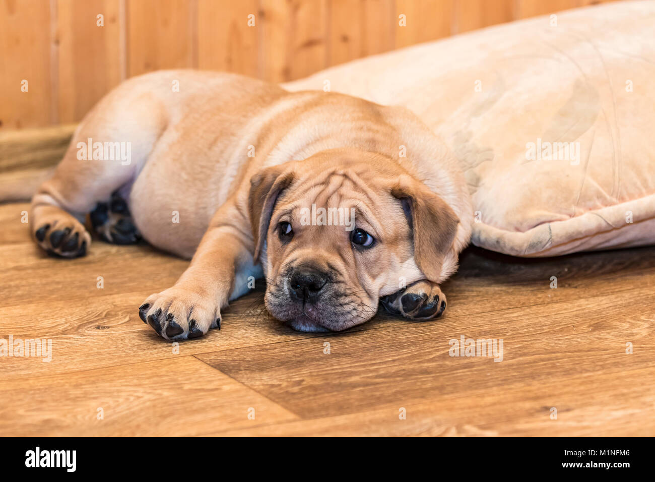 Brown 9 semaines Ca de Bou) Dogue majorquin (petit chien couché sur un sol en parquet Banque D'Images