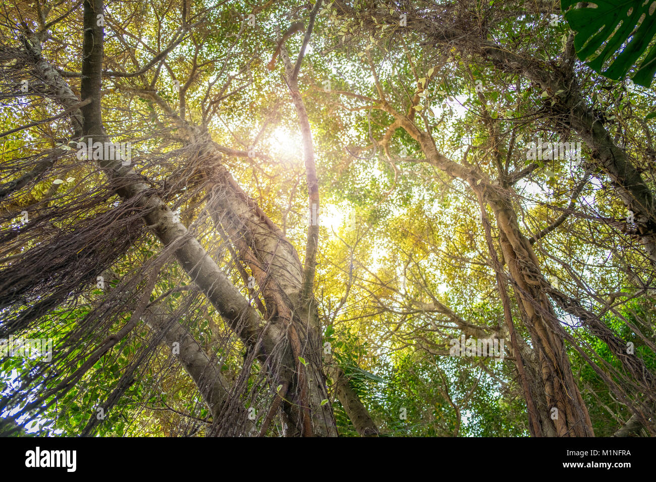 Jusqu'à la jungle insde - les arbres dans les forêts tropicales Banque D'Images