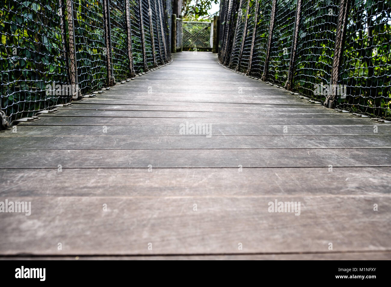 Passerelle en bois, pont de bois à travers la forêt Banque D'Images