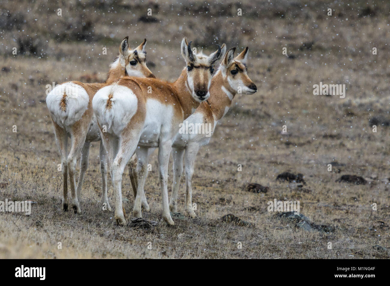 L'antilope d'Amérique (Antilocapra americana) à l'extérieur de Gardiner, Montana sur la frontière du Parc National de Yellowstone dans la neige Banque D'Images