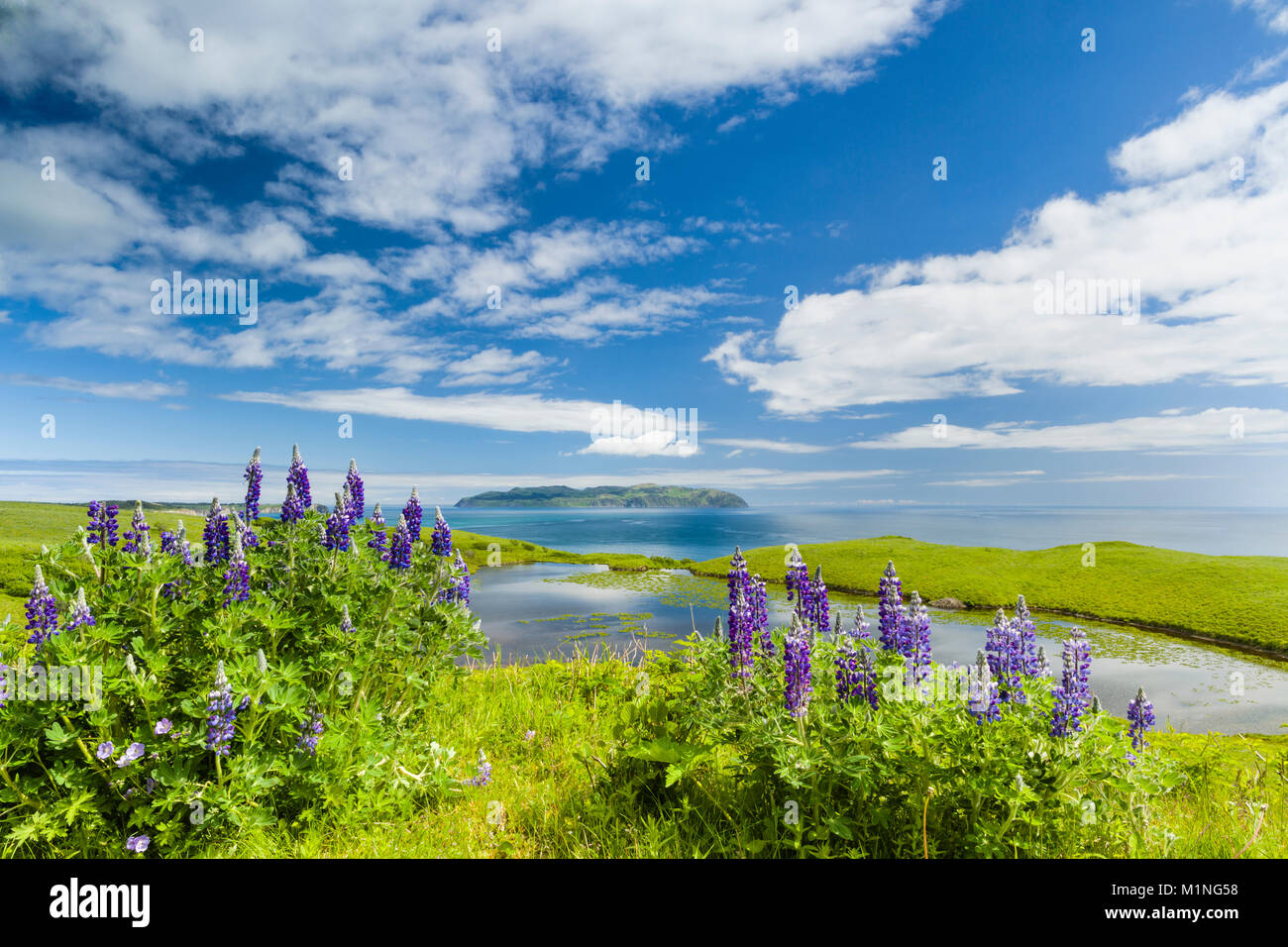Au point d'Pasagshak Lupins Nootka sur l'île Kodiak donnent sur l'île dans le sud-ouest de l'Alaska Ugak. L'été. L'après-midi. Banque D'Images