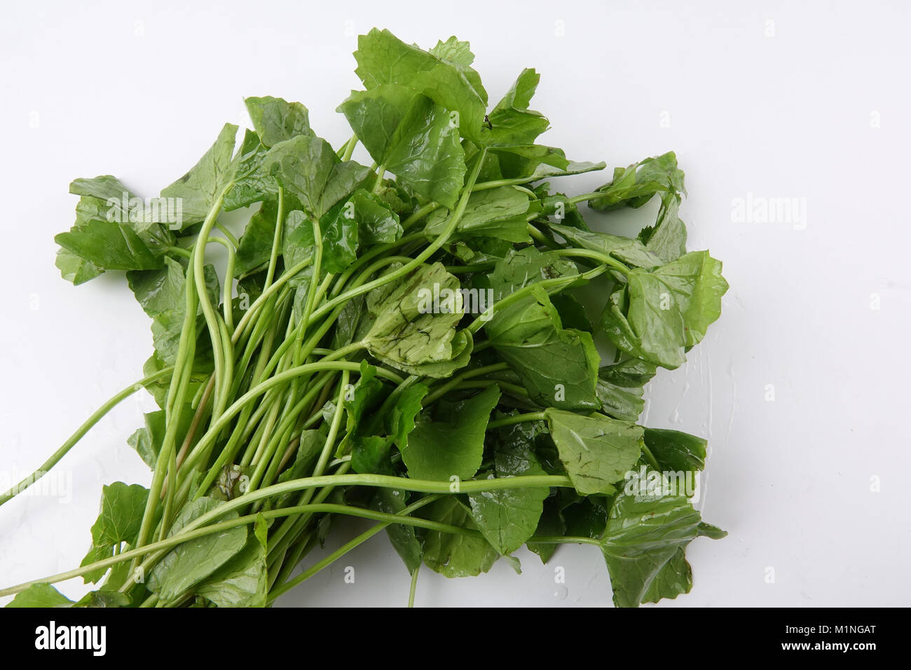 Ombelle isolé sur fond blanc Banque D'Images