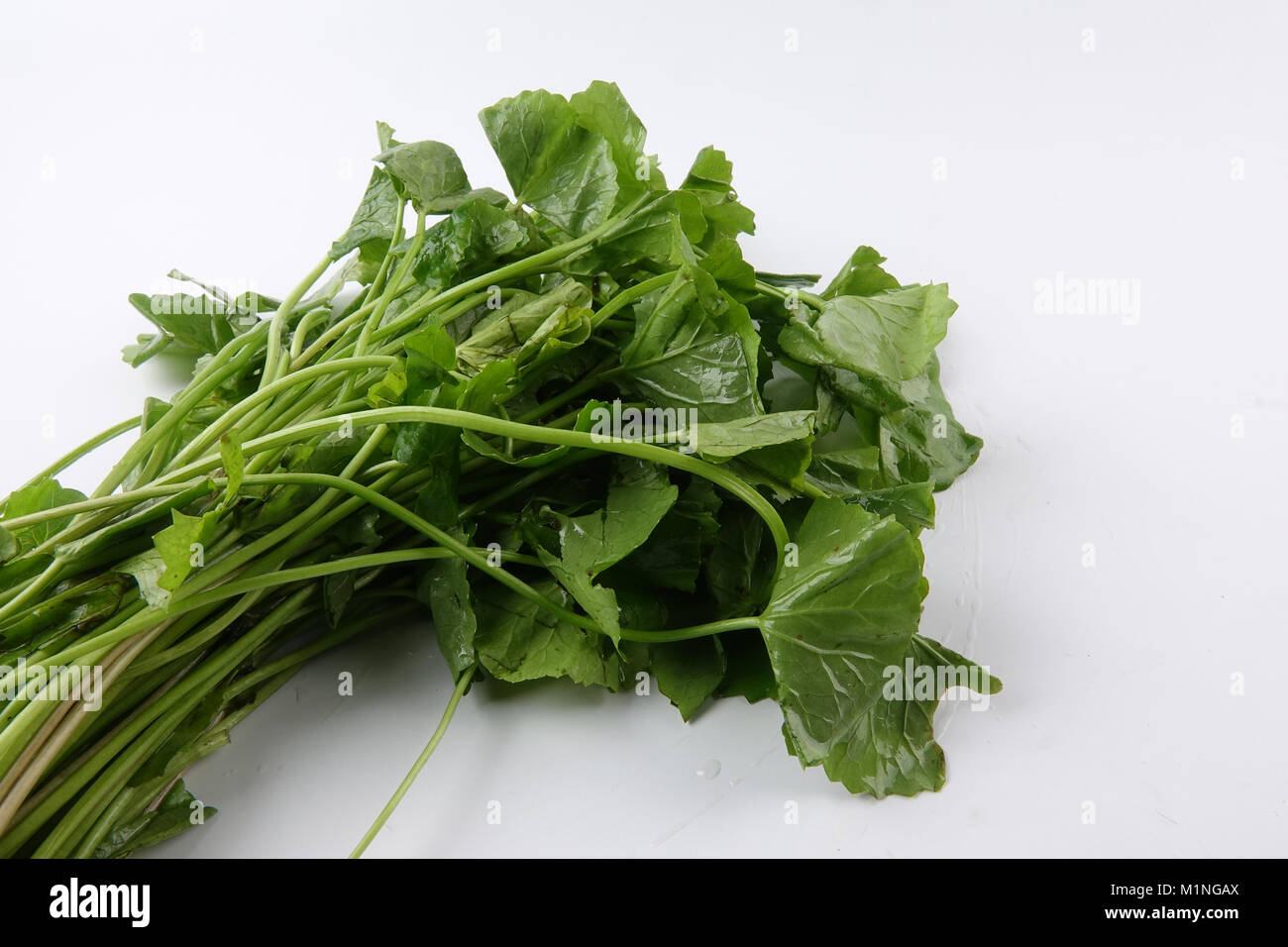 Ombelle isolé sur fond blanc Banque D'Images