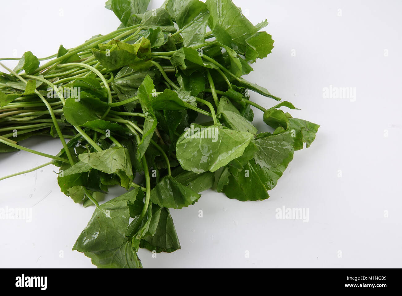 Ombelle isolé sur fond blanc Banque D'Images