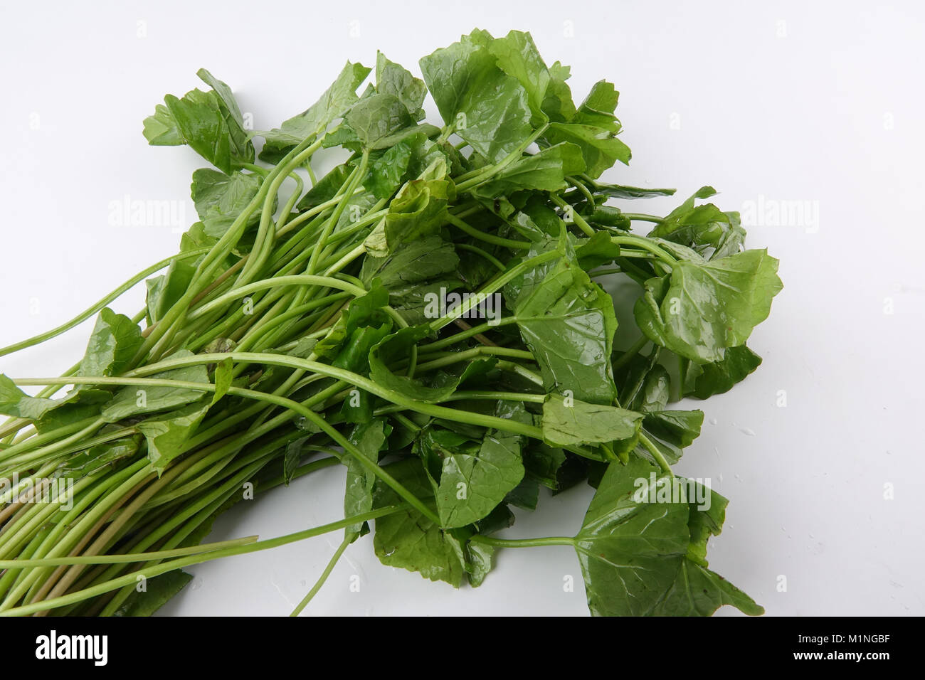 Ombelle isolé sur fond blanc Banque D'Images