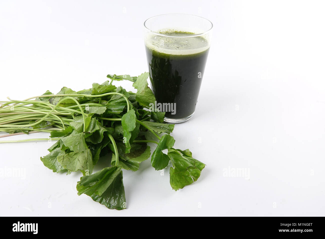 Ombelle isolé sur fond blanc Banque D'Images