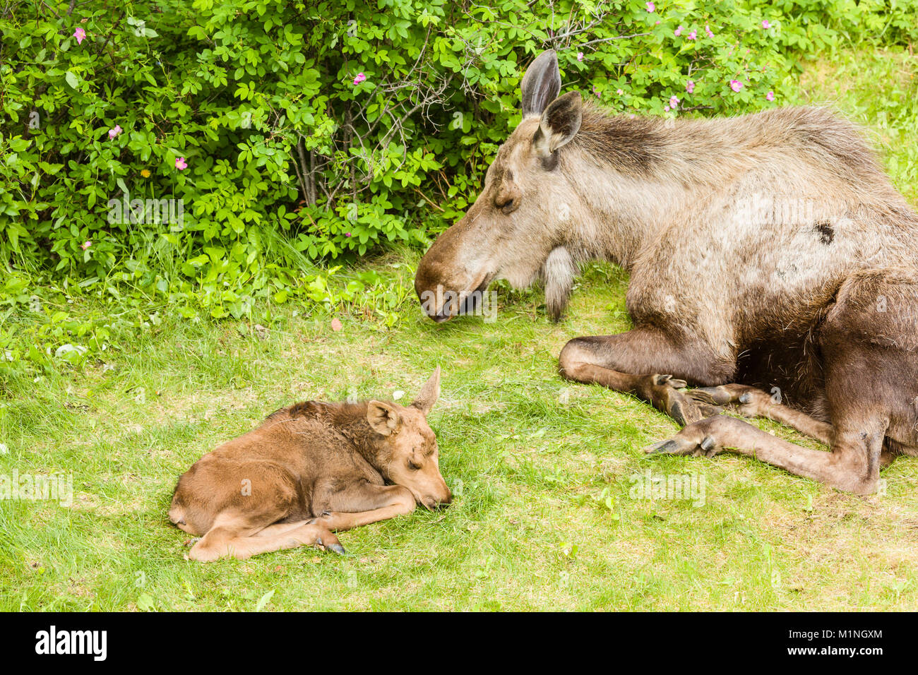 Une vache et veau nouveau-né de l'orignal (Alces alces) trouver le repos et de refuge contre les prédateurs dans une cour à Eagle River dans le sud de l'Alaska. Banque D'Images