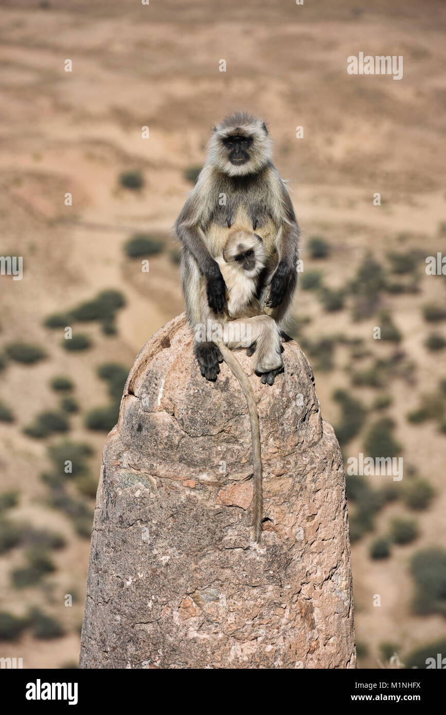 Entelle gris les singes à Savitri Mata Temple, Pushkar, Rajasthan, India Banque D'Images