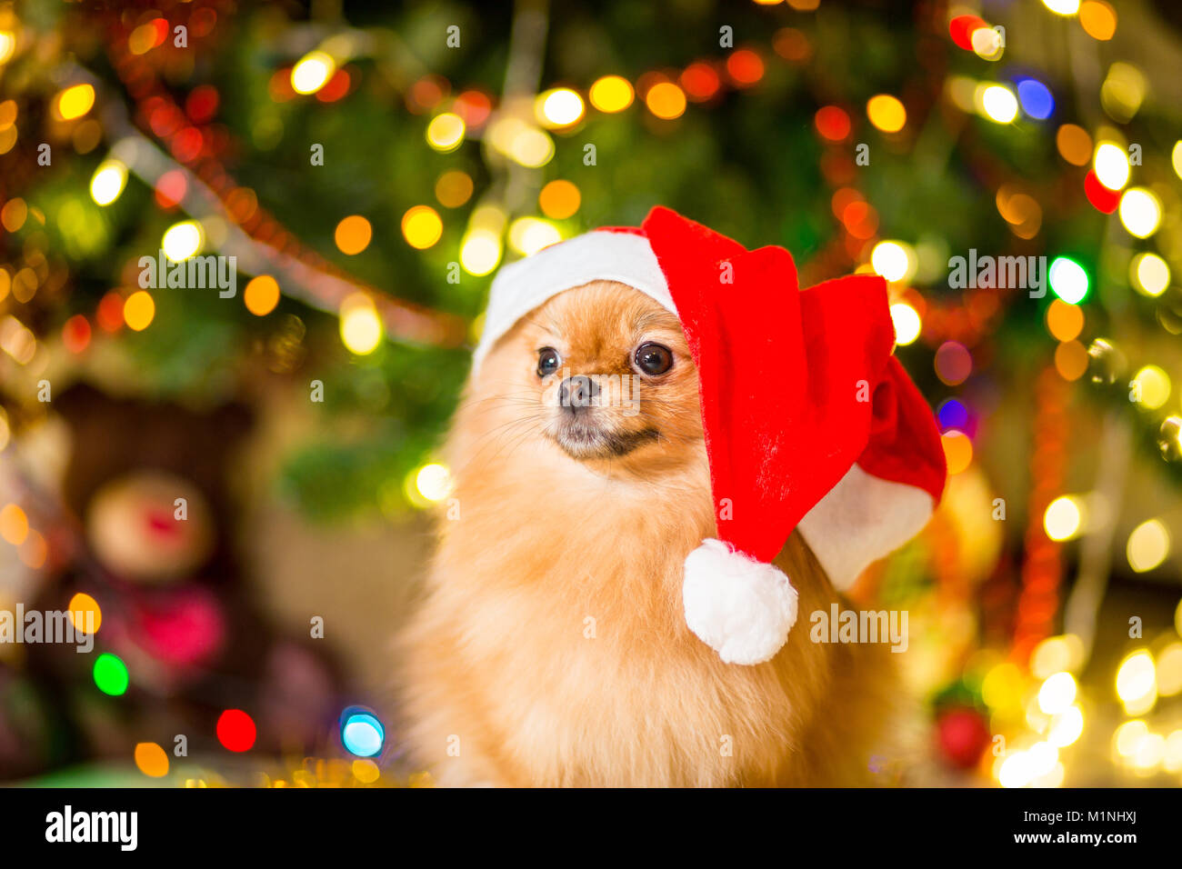 Un chien de race Le spitz de couleur rouge dans un bonnet rouge près de l'arbre de Noël avec des guirlandes Banque D'Images