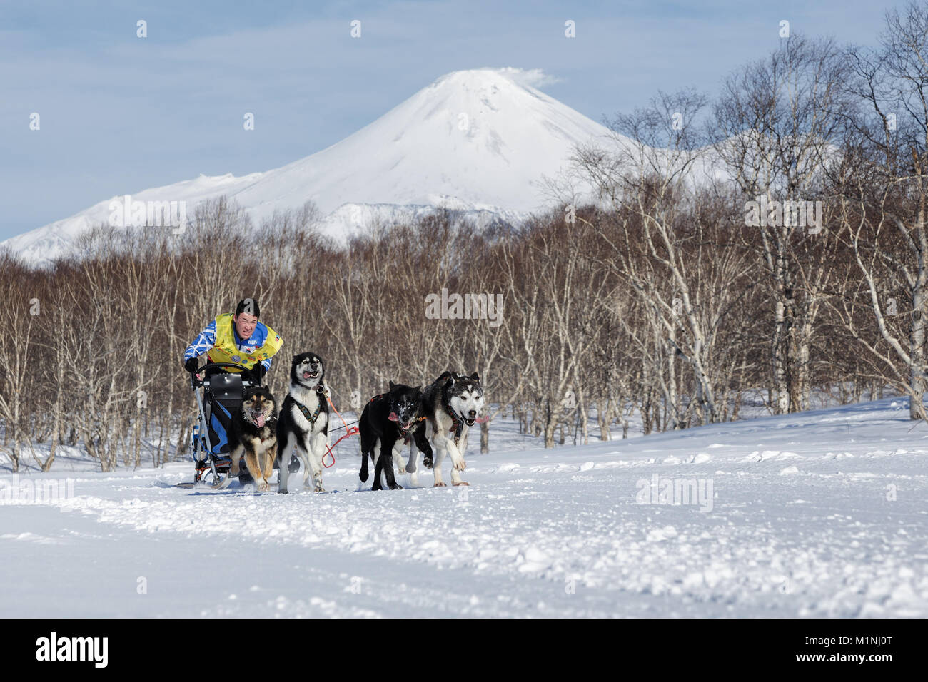 L'exécution de l'équipe de chiens de traîneau musher Kamchatka Tishkin Vitaly. Course de chiens de traîneau du Kamchatka La Béringie, Fédération de tasse de course de chiens de traîneau (neige disciplines) Banque D'Images