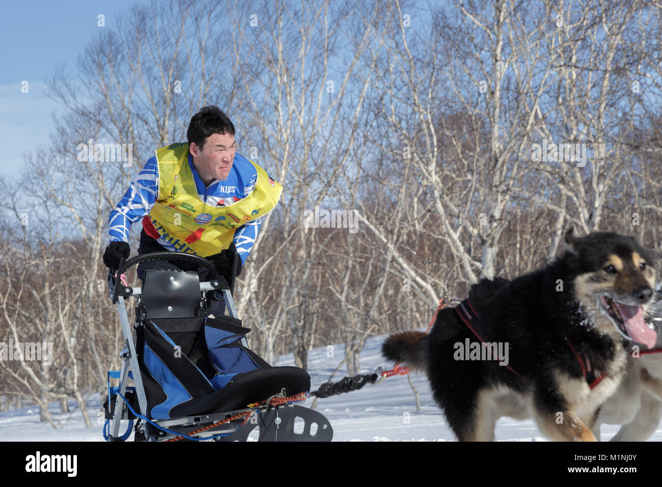 L'exécution de l'équipe de chiens de traîneau Vitaly Tishkin musher du Kamtchatka. Course de chiens de traîneau du Kamchatka La Béringie, Fédération de tasse de course de chiens de traîneau (neige disciplines) Banque D'Images