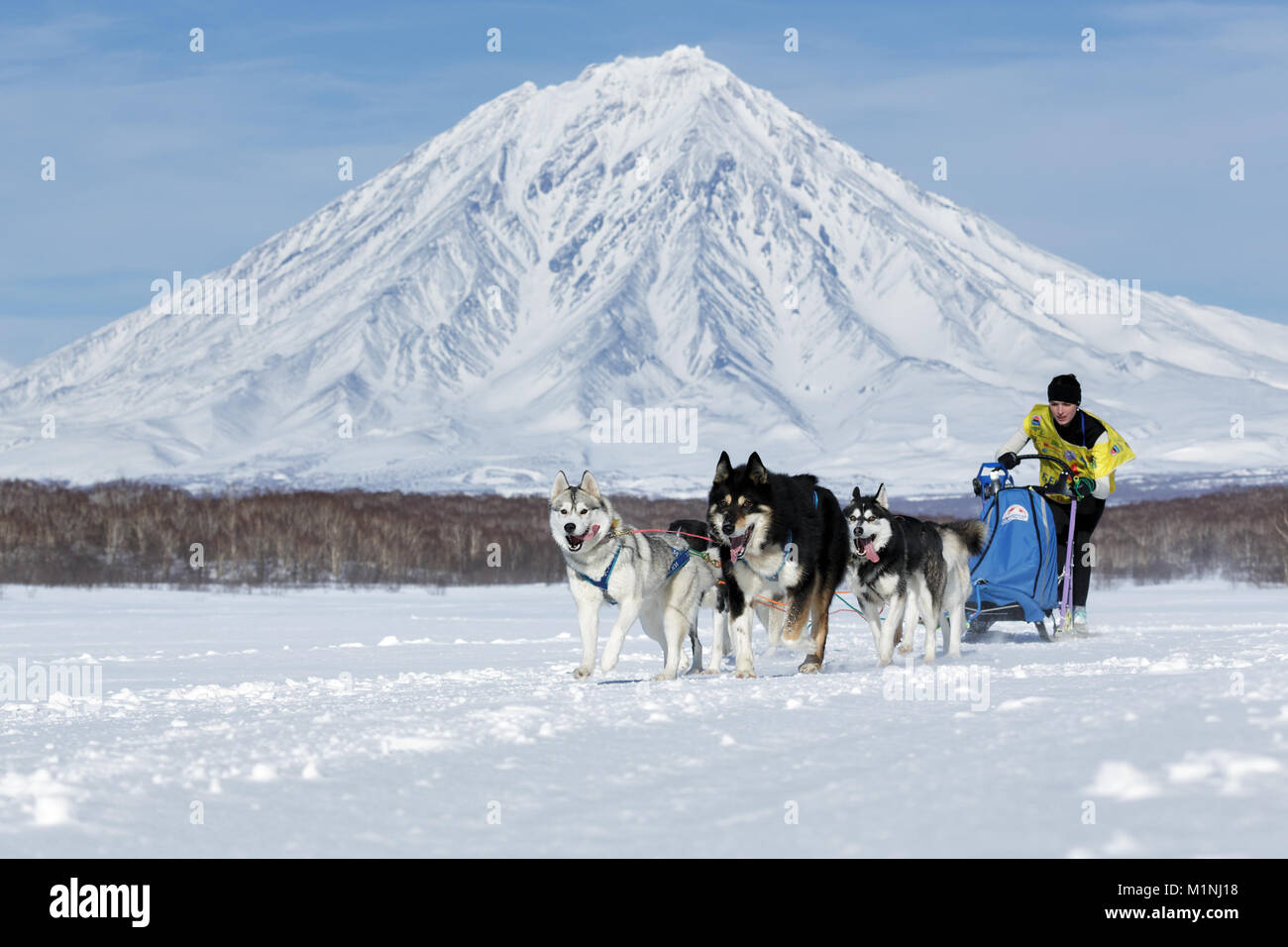 L'exécution de l'équipe de chiens de traîneau musher Yulya Kamchatka Chiruhina sur fond de volcan. Fédération de tasse de course de chiens de traîneau, le Kamchatka Sled Dog Racing Beringia Banque D'Images