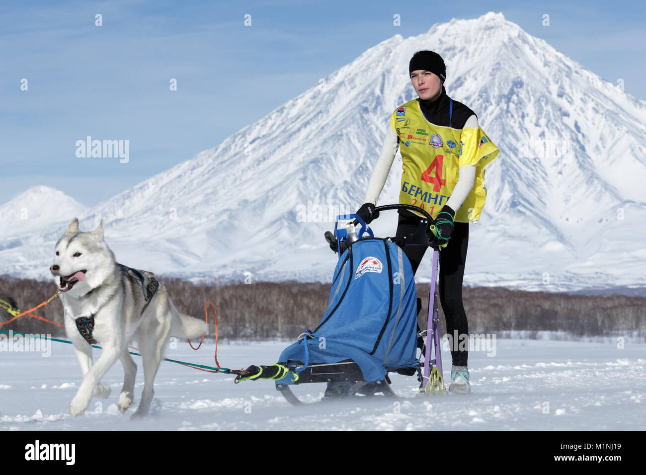 L'exécution de l'équipe de chiens de traîneau. Chiruhina Julia musher du Kamtchatka Fédération de tasse de course de chiens de traîneau (neige disciplines), les courses de chiens de traîneau du Kamtchatka Beringia Banque D'Images