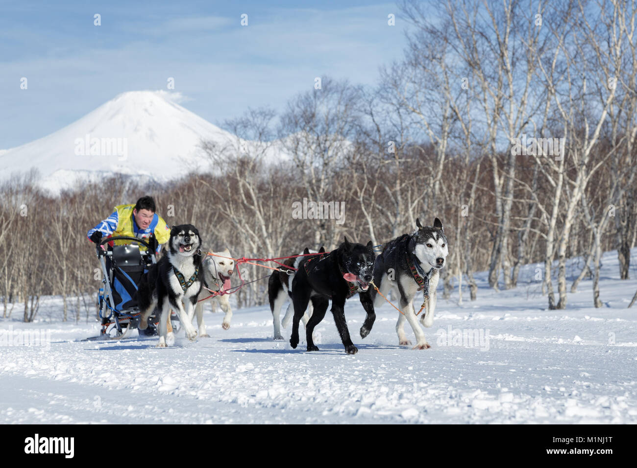 L'exécution de l'équipe de chiens de traîneau Vitaly Tishkin musher du Kamtchatka. Course de chiens de traîneau du Kamchatka La Béringie, Fédération de tasse de course de chiens de traîneau (neige disciplines) Banque D'Images
