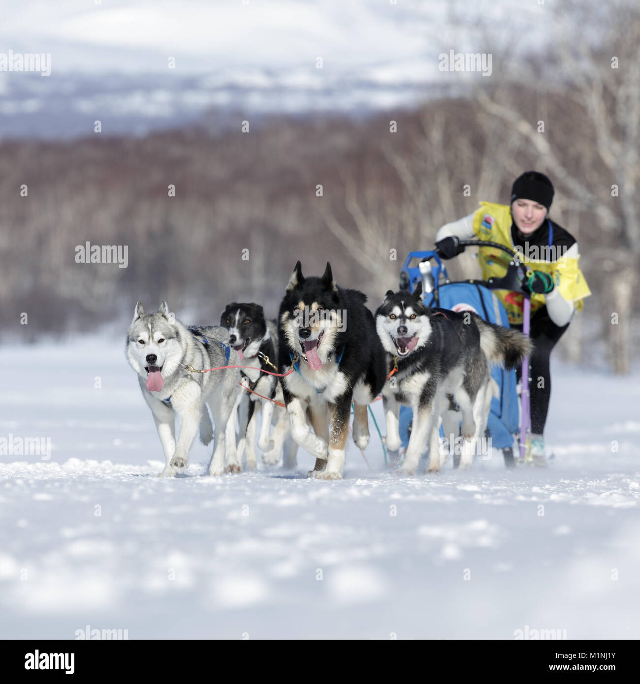 L'équipe de chiens de traîneau en Chiruhina musher Kamchatka Julia. Course de chiens de traîneau du Kamchatka La Béringie, Fédération de tasse de course de chiens de traîneau (neige disciplines) Banque D'Images
