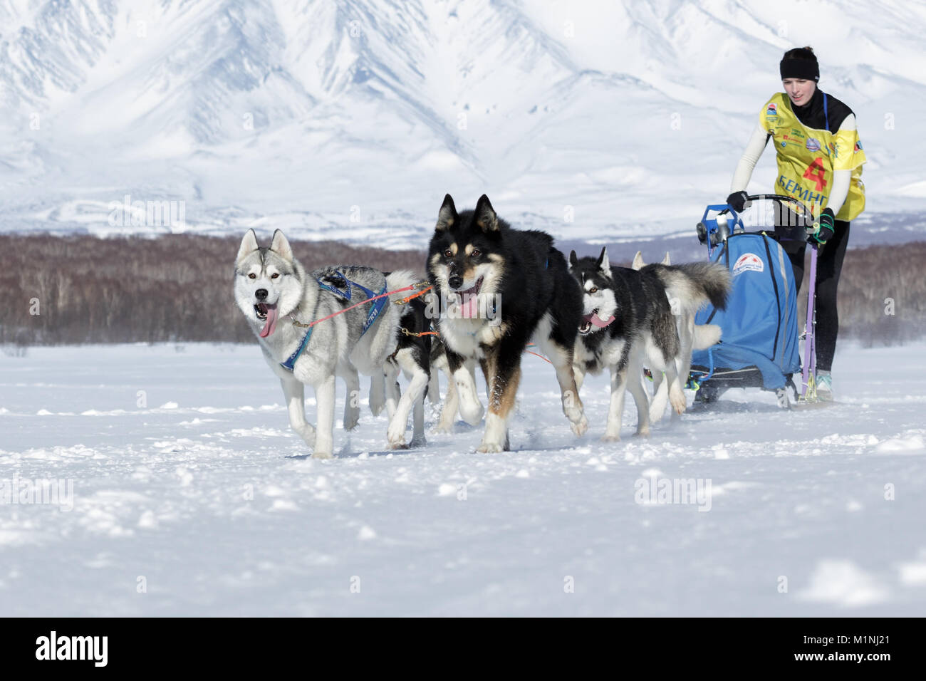 L'équipe de chiens de traîneau en Chiruhina Yulya musher du Kamtchatka. Course de chiens de traîneau du Kamchatka La Béringie, Fédération de tasse de course de chiens de traîneau (neige disciplines) Banque D'Images