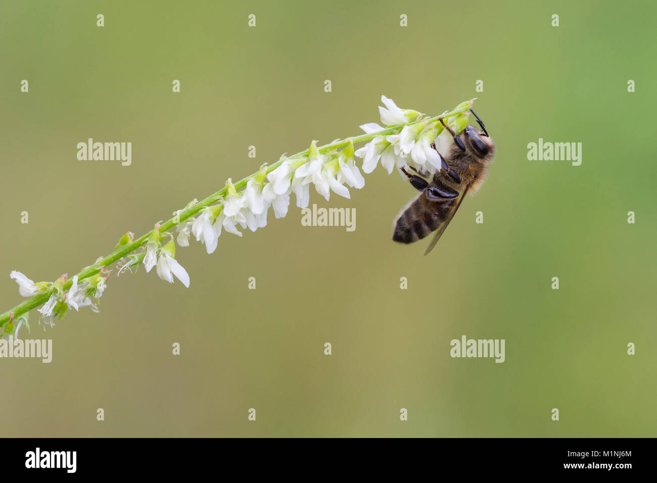 Ouest de l'abeille, Apis mellifera Banque D'Images