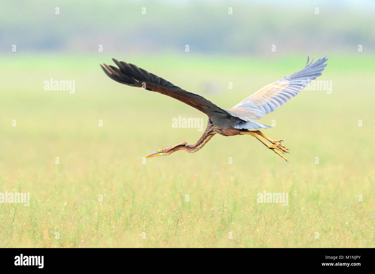 Héron pourpré (Ardea purpurea) Banque D'Images