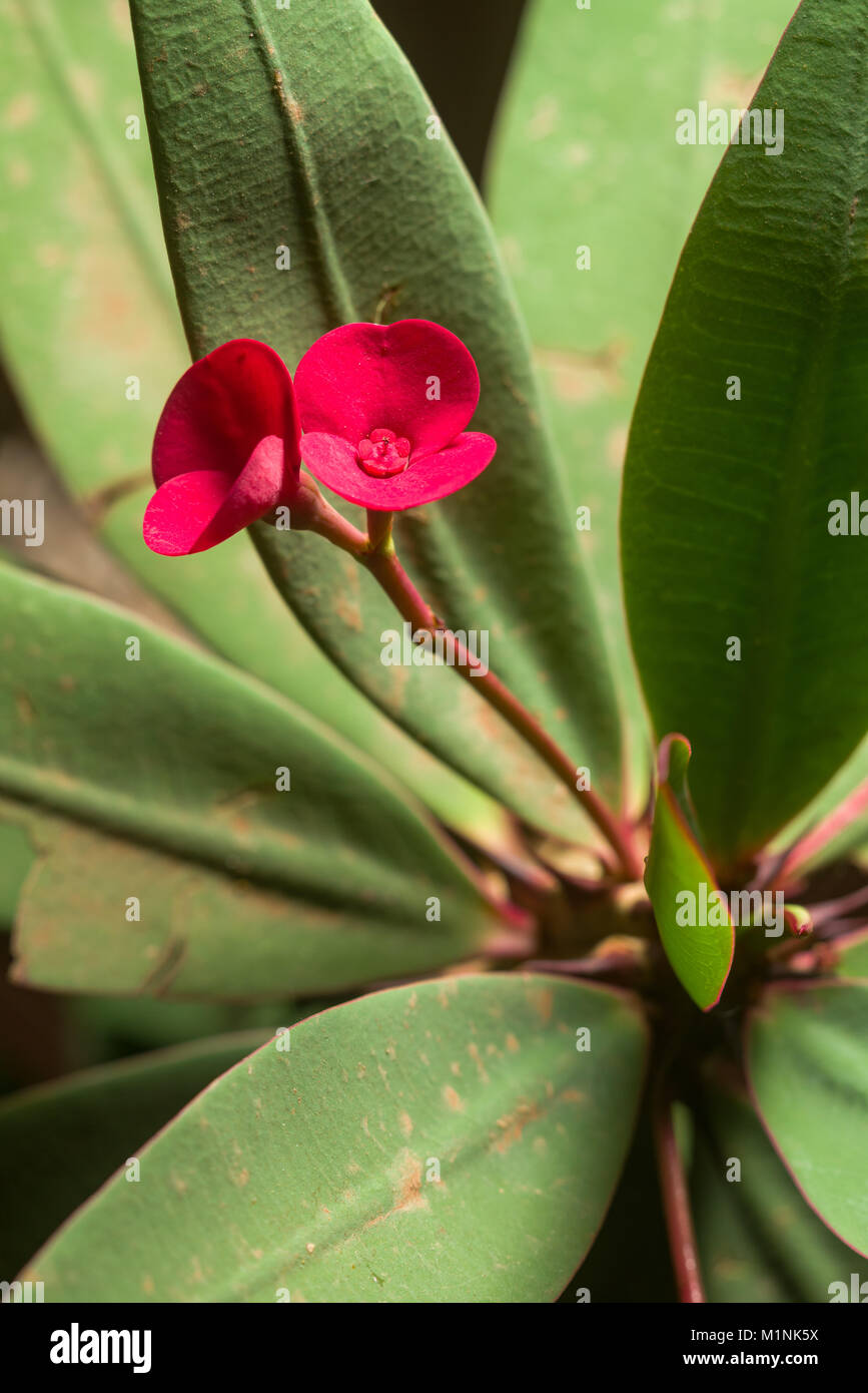 Euphorbia milii, la couronne d'épines, le Christ ou le Christ, de l'usine thorn plante présentant les fleurs rouges, Kenya, Afrique de l'Est Banque D'Images