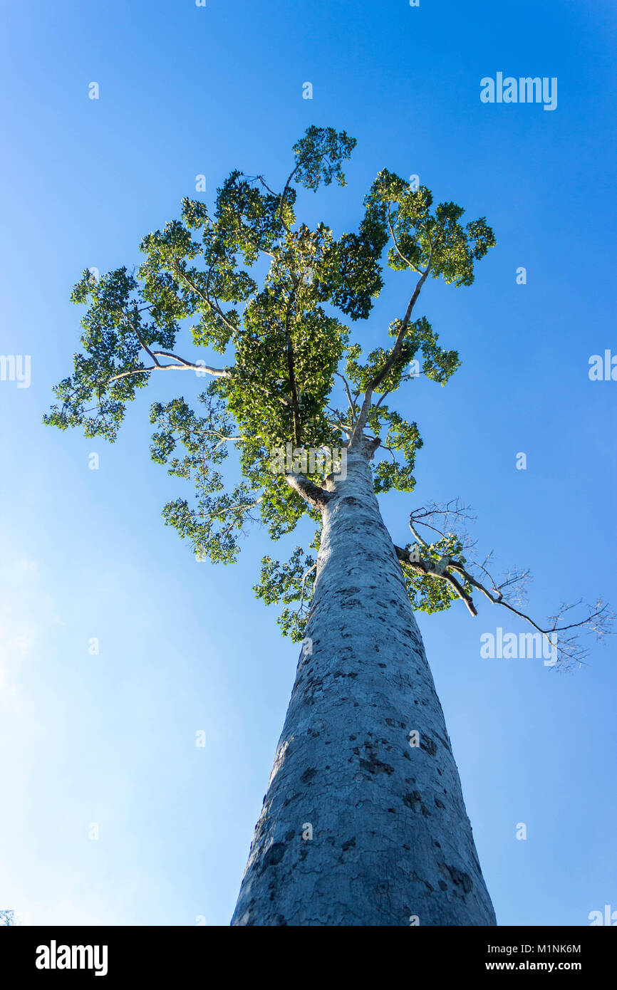 En vertu de l'avis de big tree avec fond de ciel bleu Banque D'Images