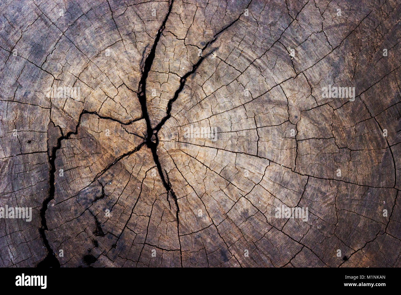 La wood tree stump texture background Banque D'Images