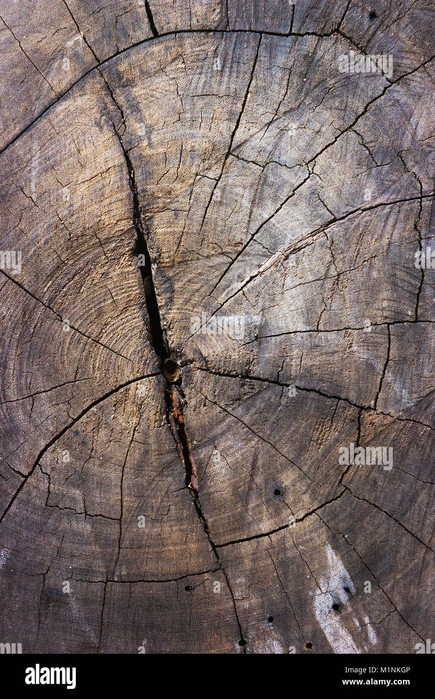 La wood tree stump texture background Banque D'Images