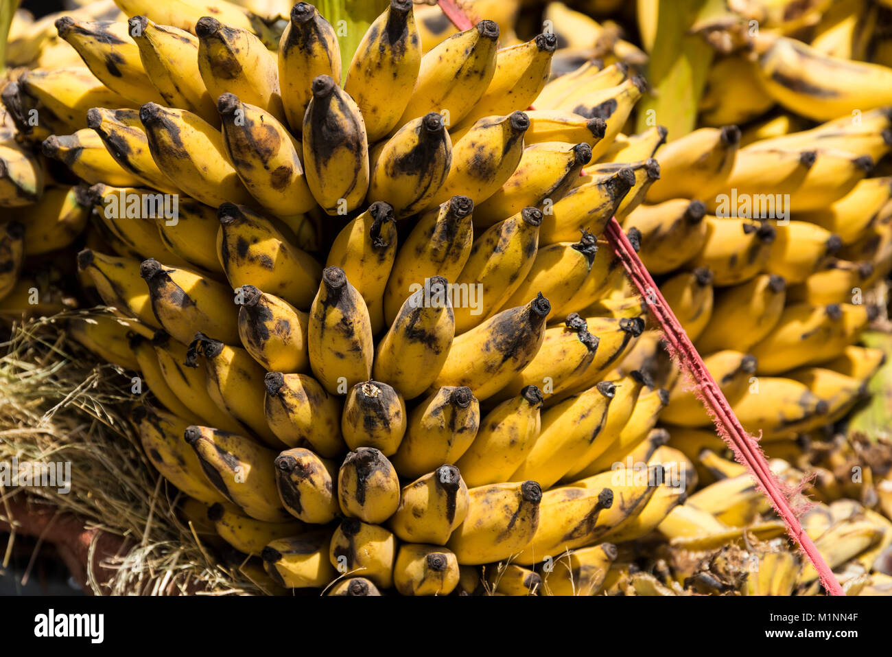 Vendeur de bananes à Addis Ababa, Ethiopie Banque D'Images