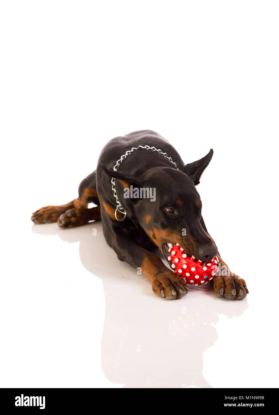 Grand doberman avec un de ses jouets préférés Banque D'Images