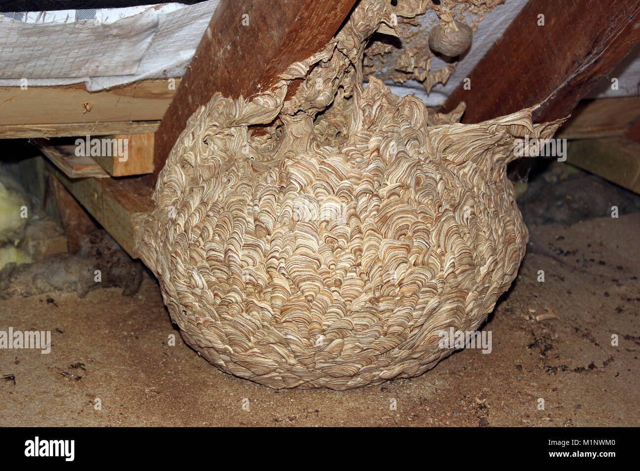 Nid de guêpes attaché à chevrons de la chambre dans le grenier Photo Stock Alamy